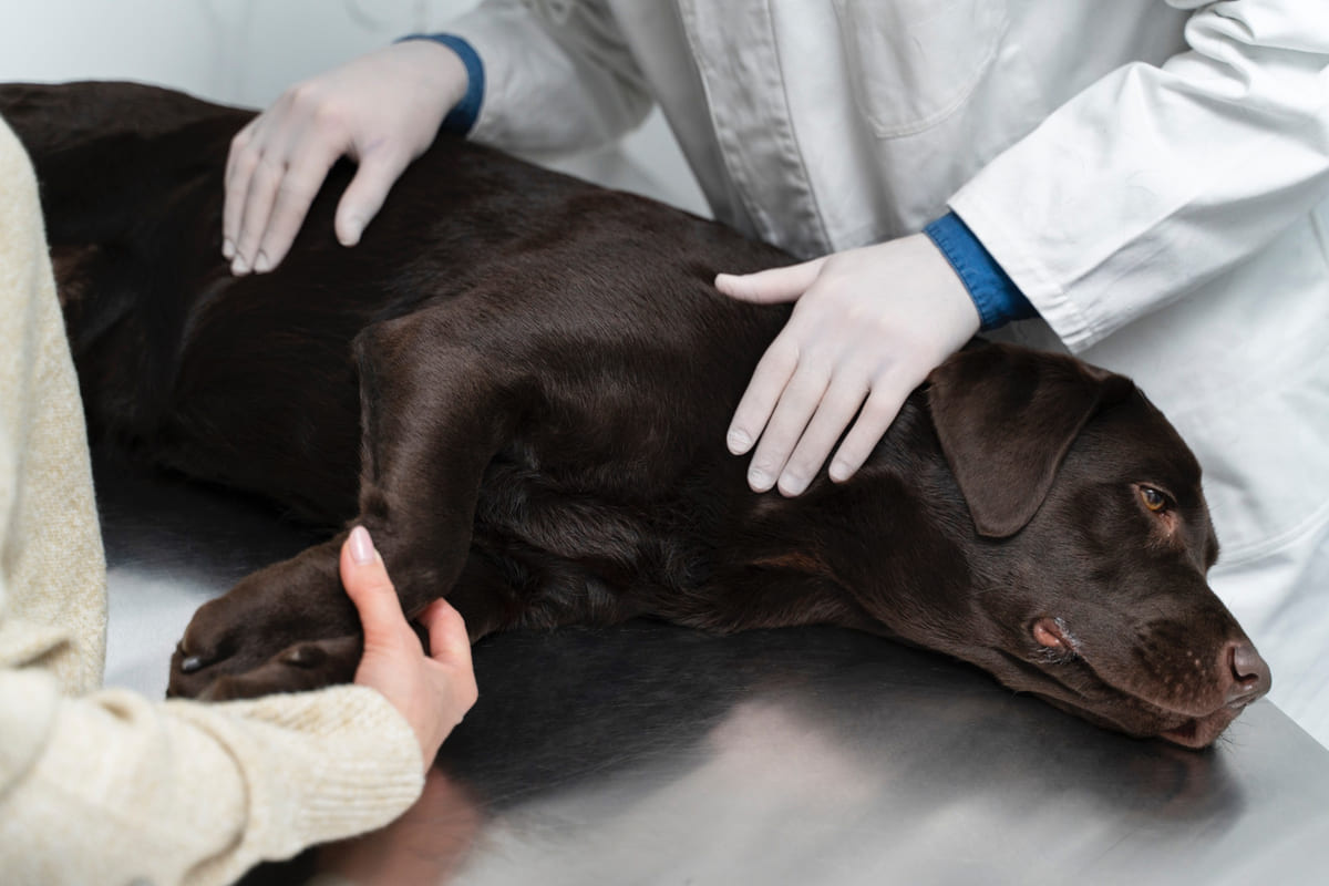 muayene masasında yatan kahverengi büyük ırk köpek