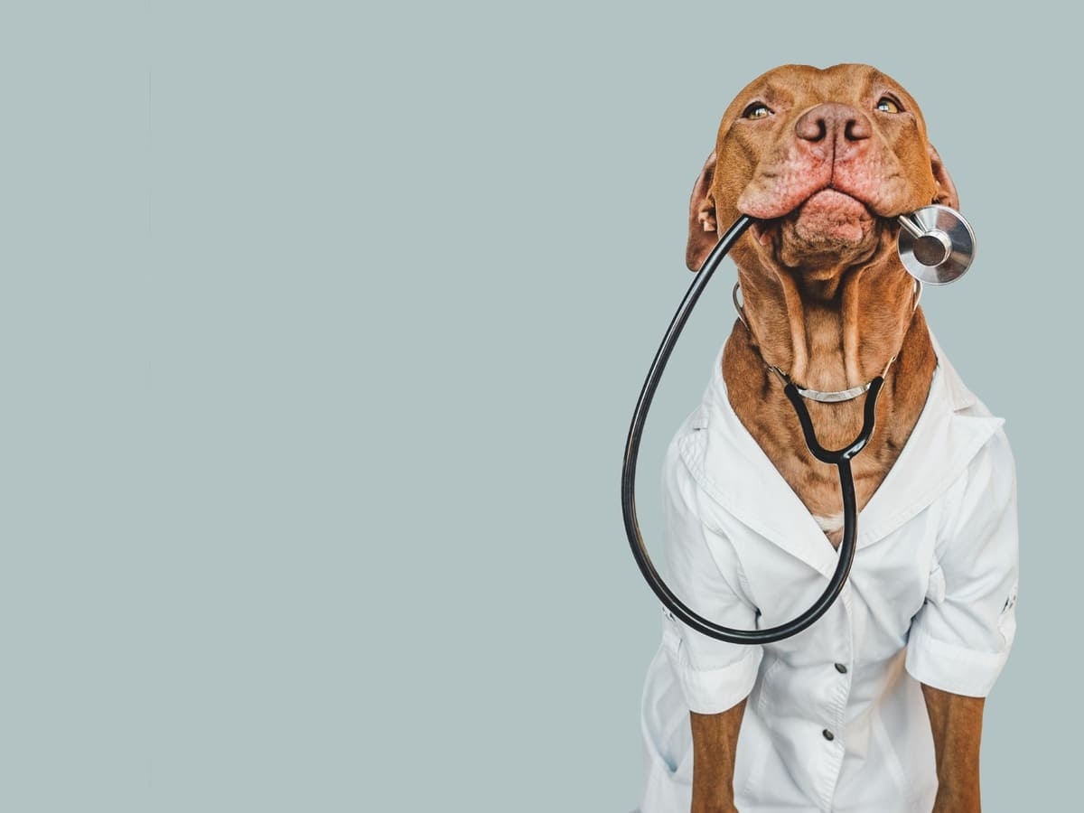 ağzında stetoskop tutan köpek