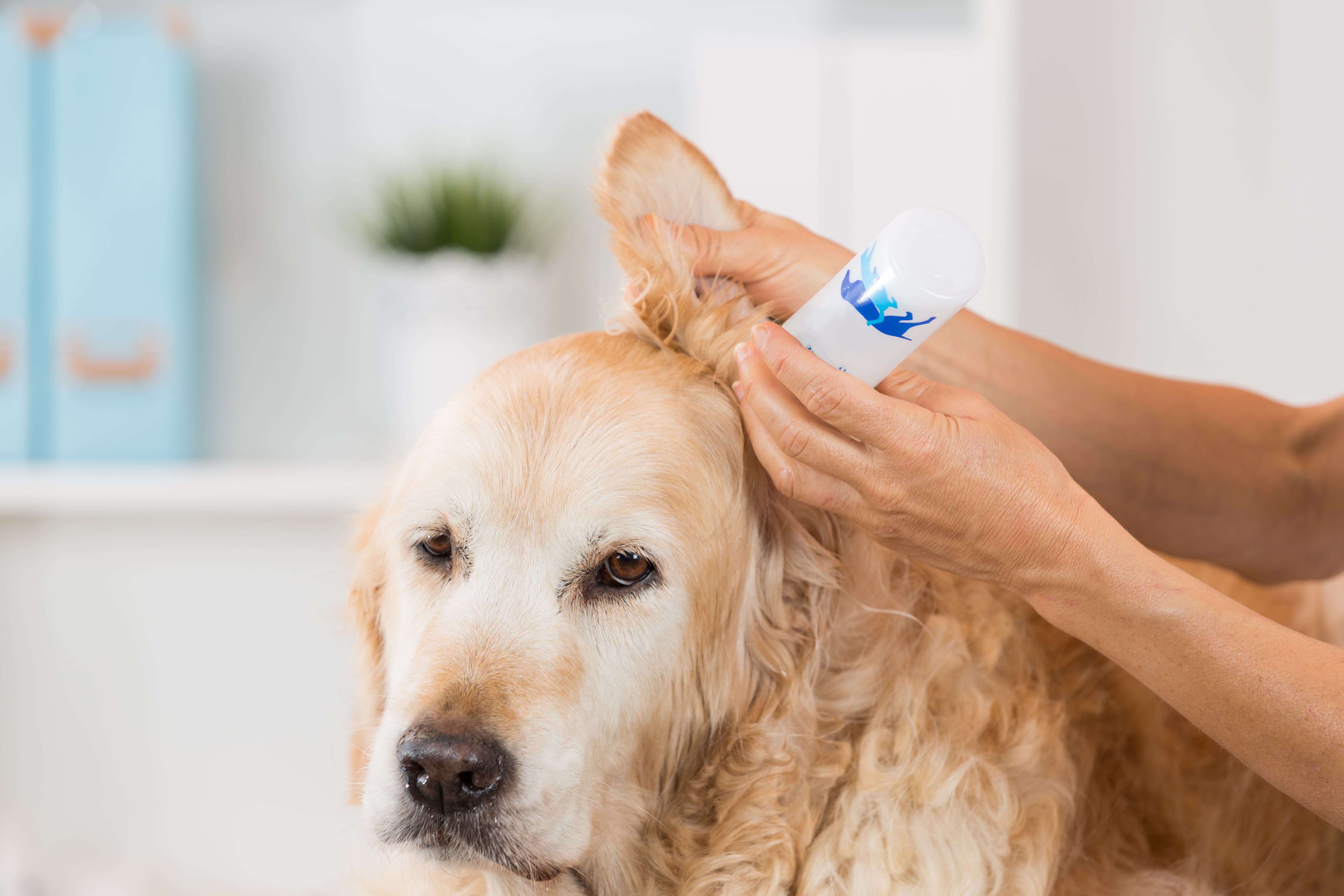 kulak temizliği yapılan köpek