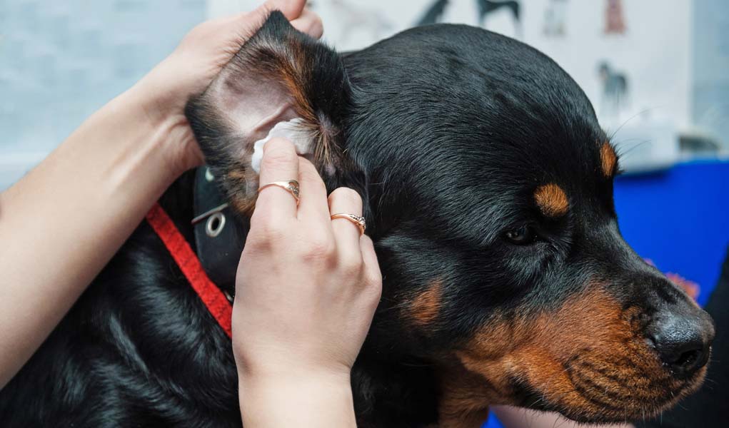 kulagi kontrol edilen köpek