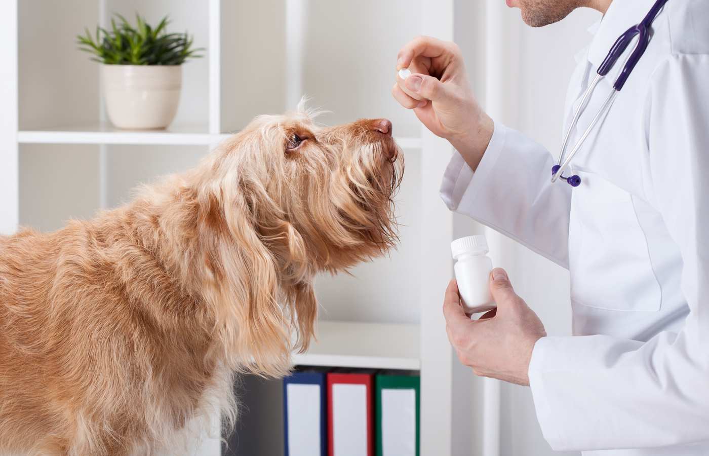veterinarian giving medicine to dog