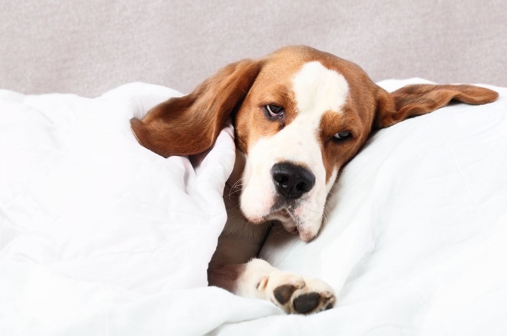 beyaz çarşafta yatan Beagle cinsi köpek