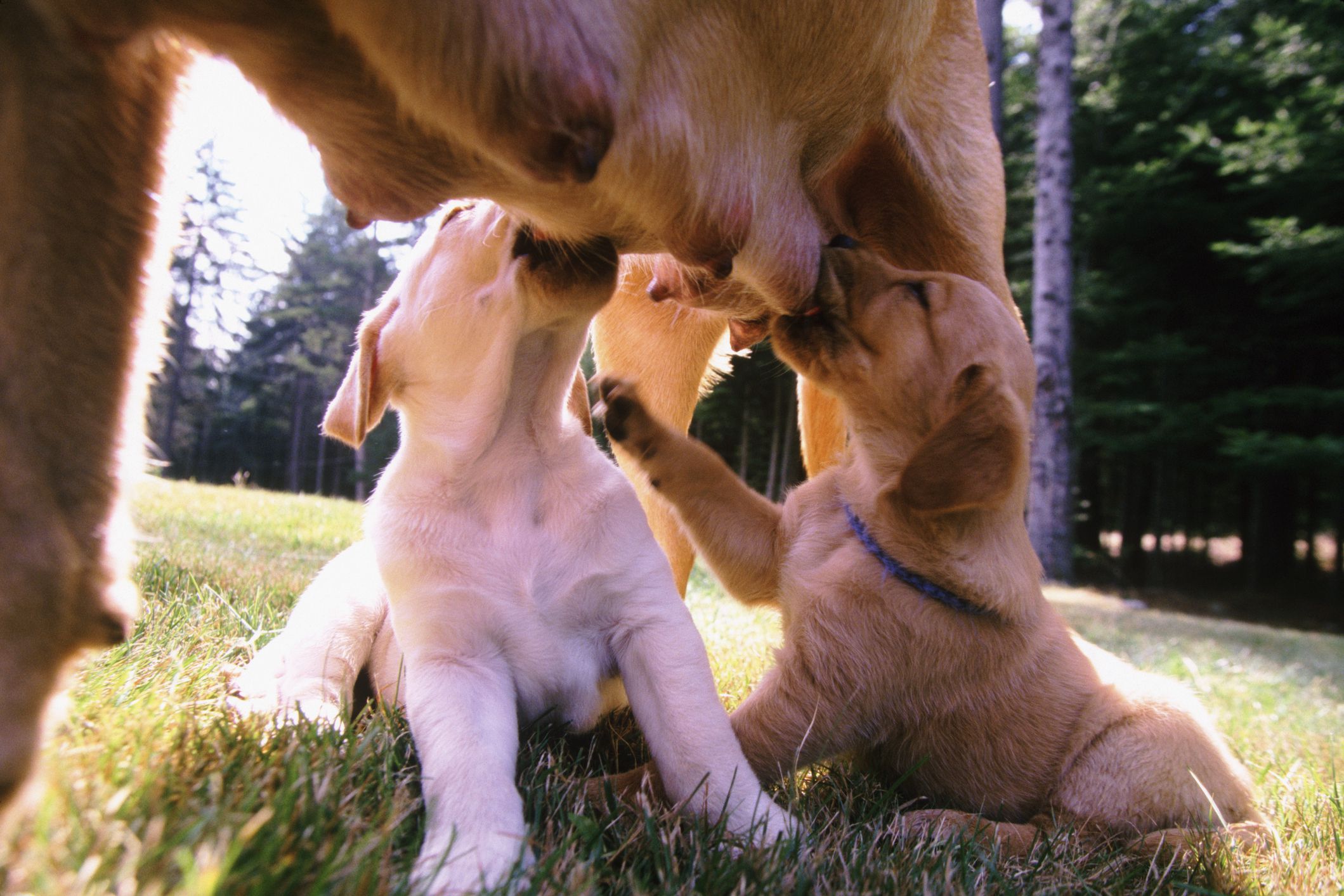 mother dog nursing her puppies