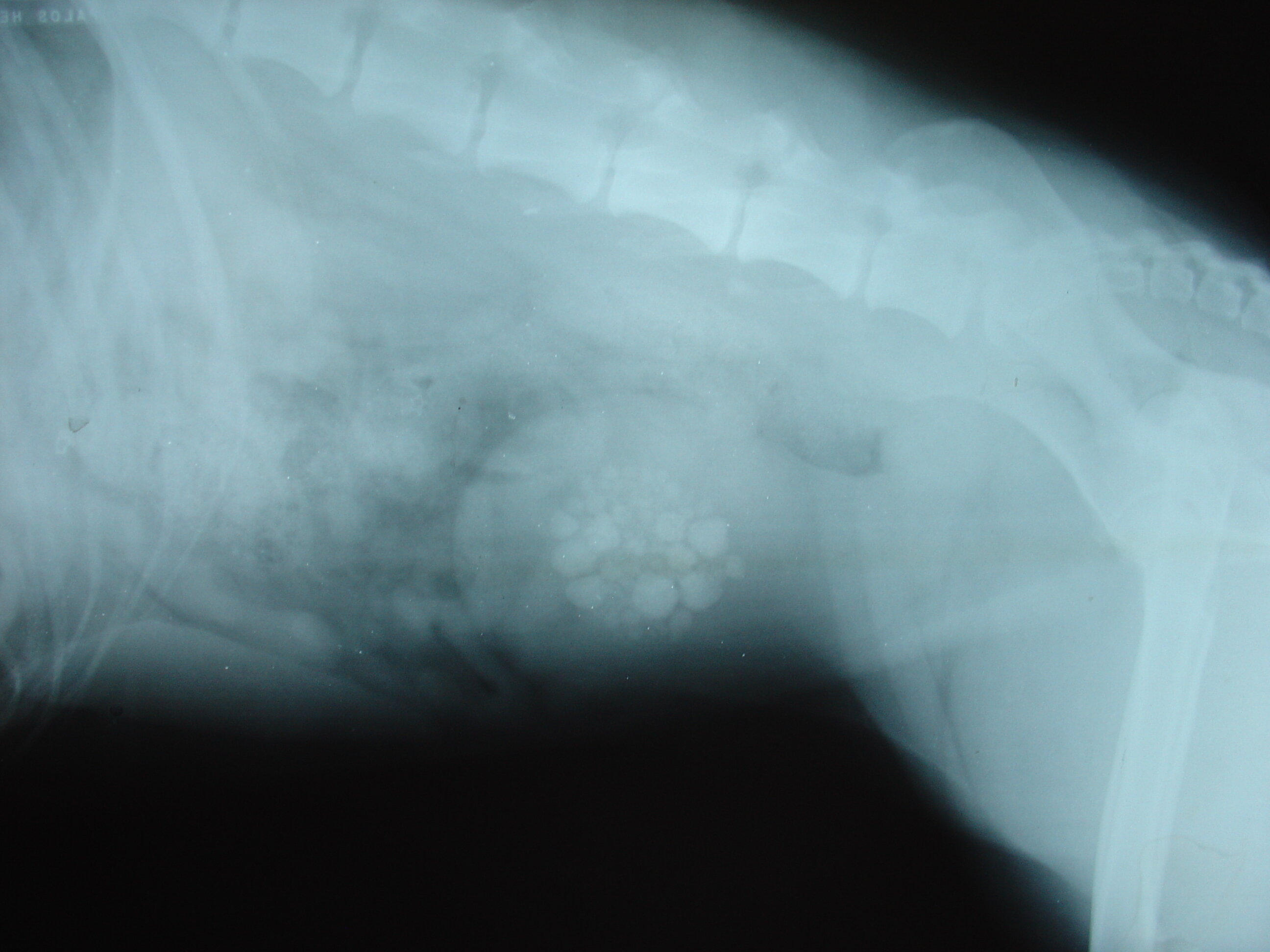 röntgeninde mesane taşı görülen köpek