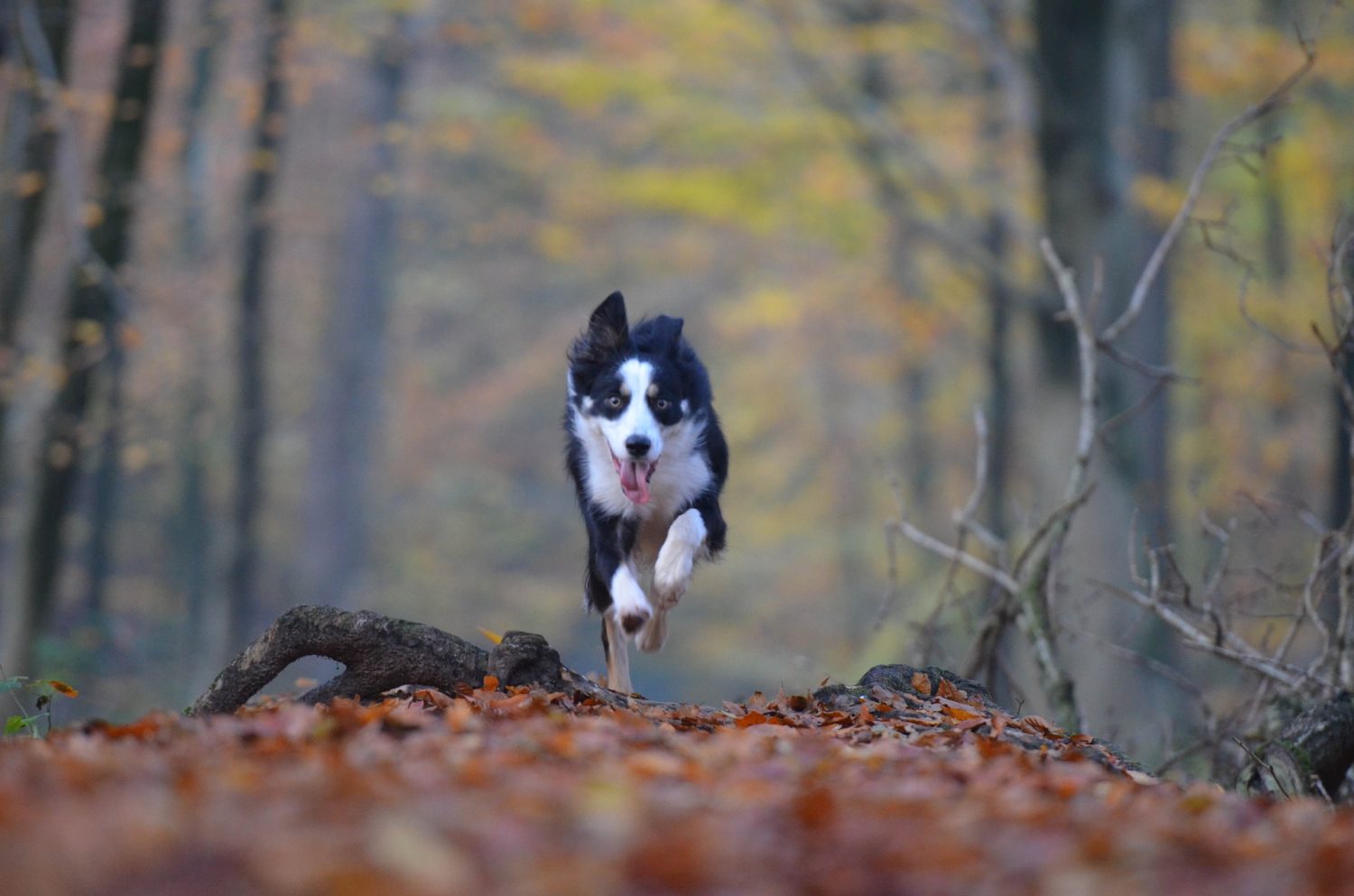 patikada koşan köpek