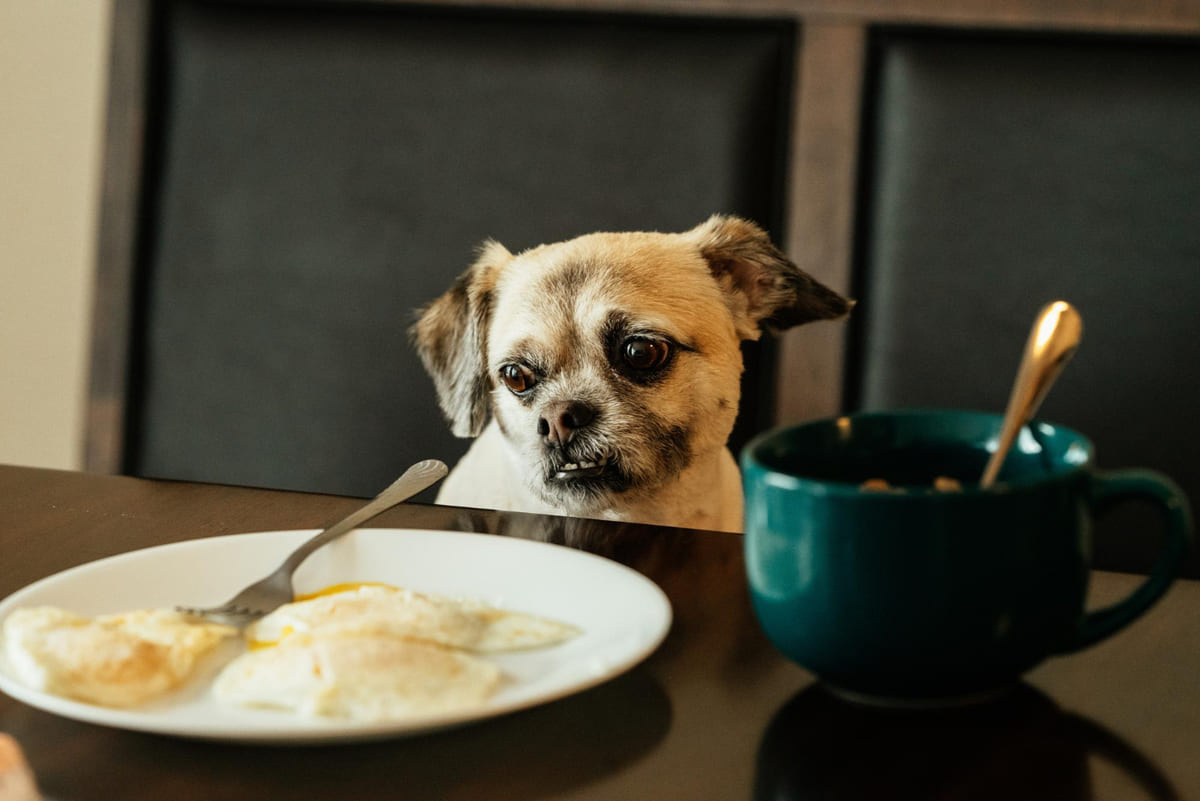 masadaki yemek tabağına bakan küçük ırk köpek