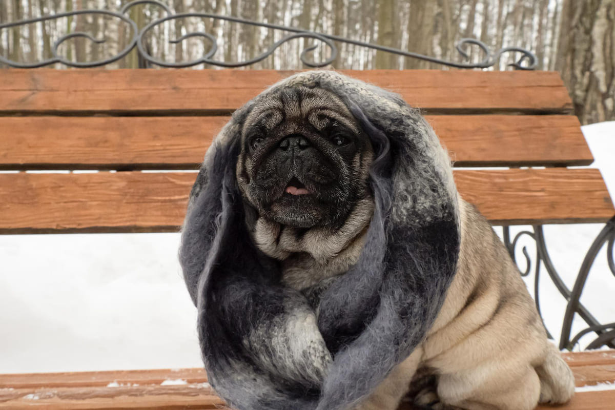 bankta oturan, boyun kısmı şal ile sarılı olan obez köpek