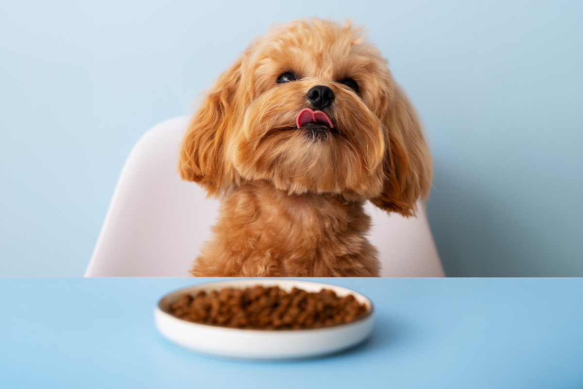 mavi masanın üzerinde mama kabı ve dili dışarıda kahverengi köpek