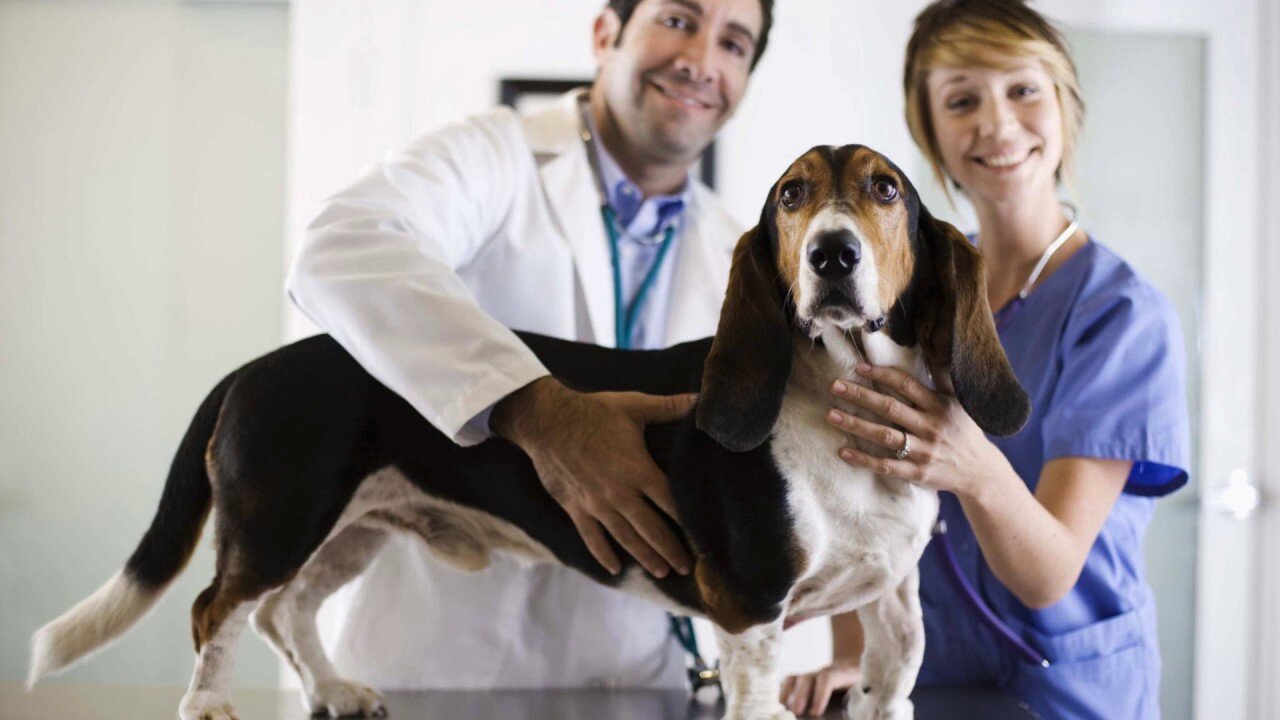veteriner kliniğinde tedavi odasında sedyede duran köpek