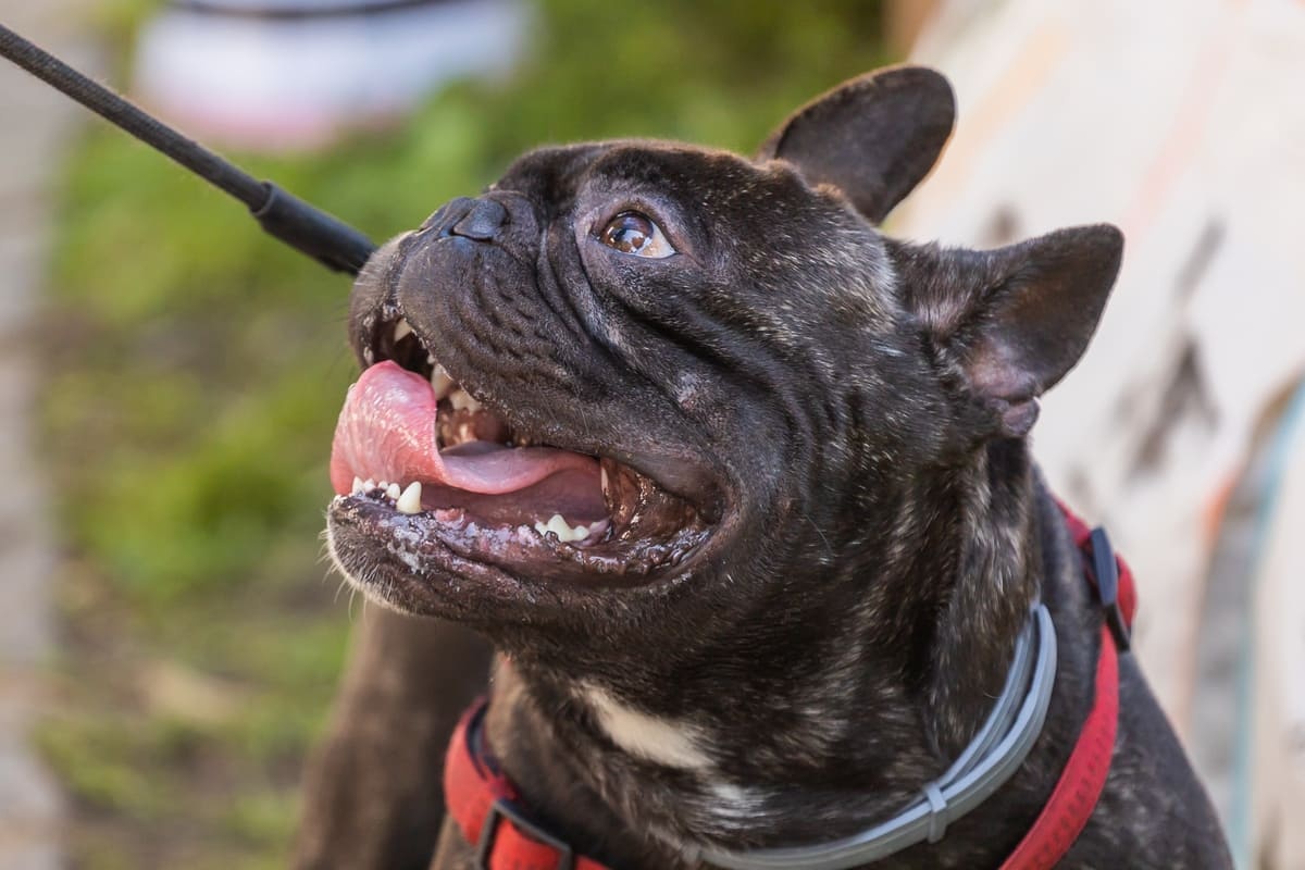 dili dışarda salyası akan köpek