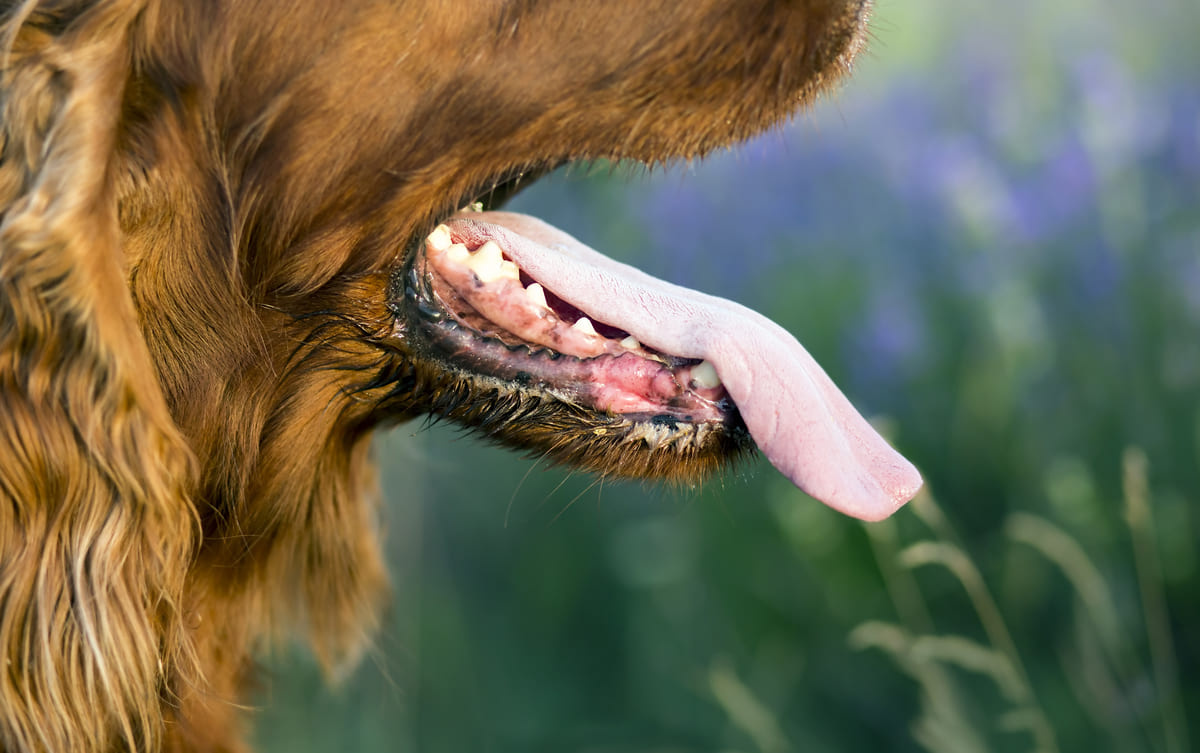 dili dışarda duran uzun tüylü köpek