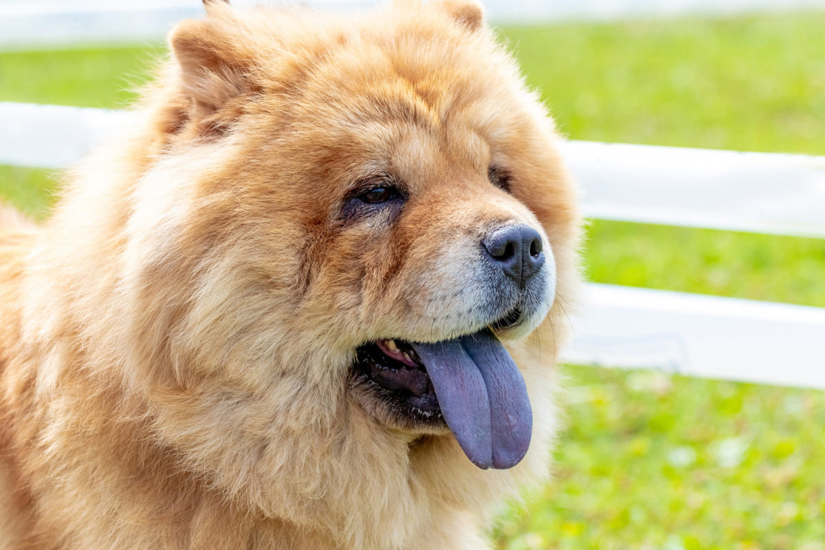 mavi renkli dile sahip chow chow