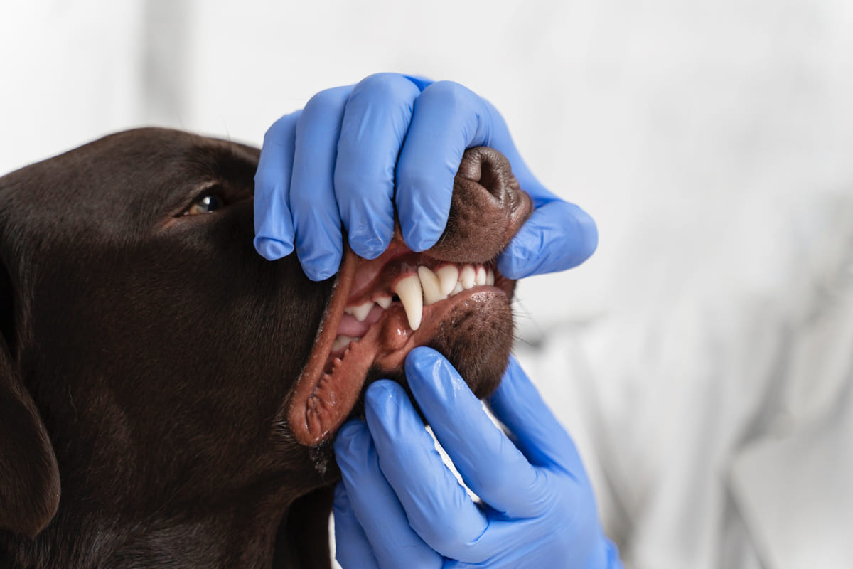 ağız ve diş kontrolü yapılan köpek