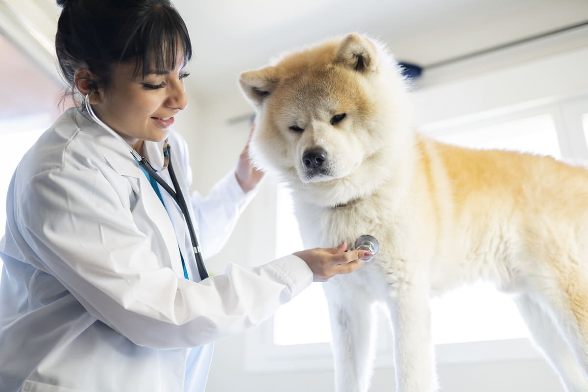 muayene edilen chow chow ırkı köpek