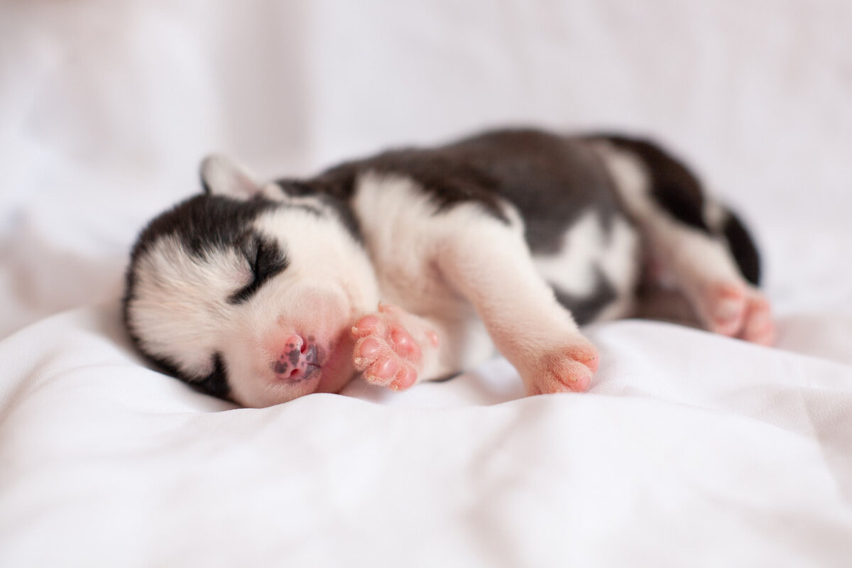 yavru köpek beyaz zeminde uyuyor