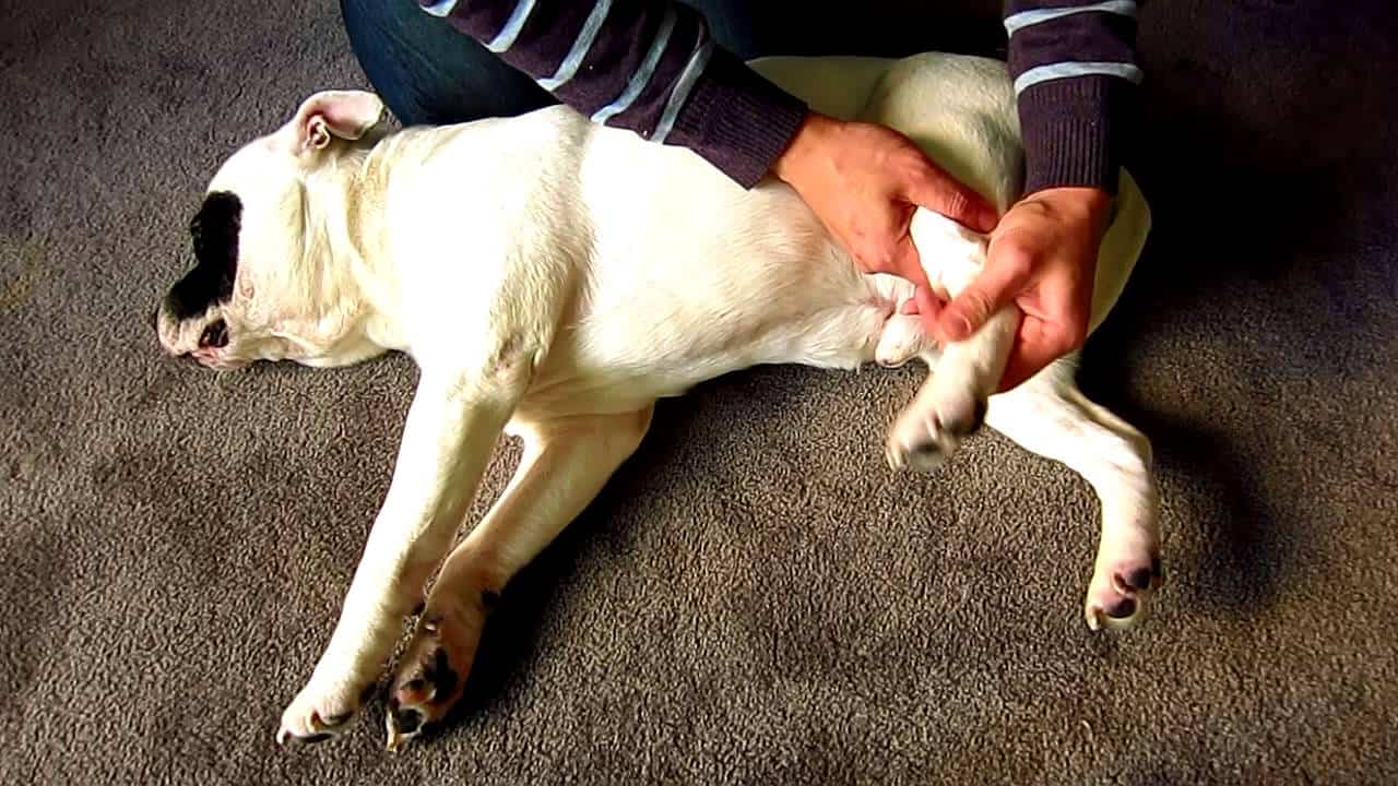 yerde yatan beyaz köpeğin bacağı kontrol ediliyor