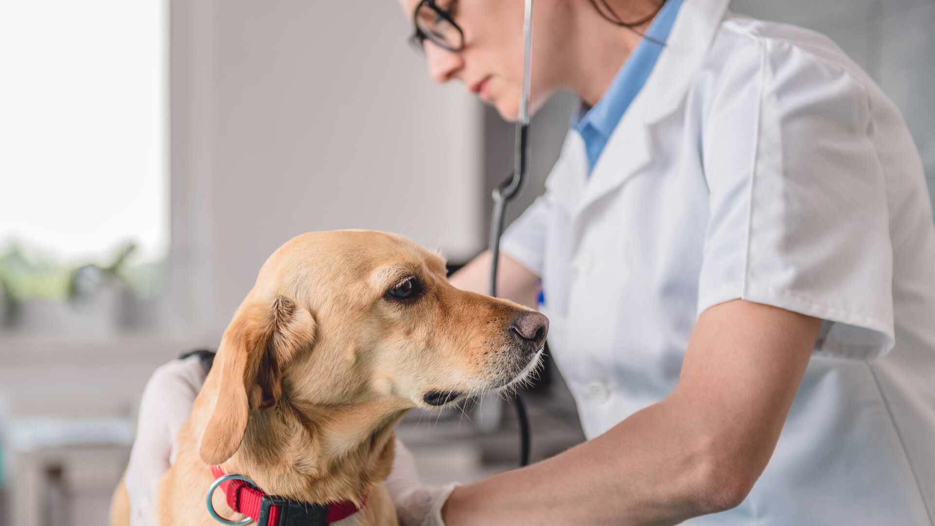 veteriner hekim kontrolünde yaşlı köpek
