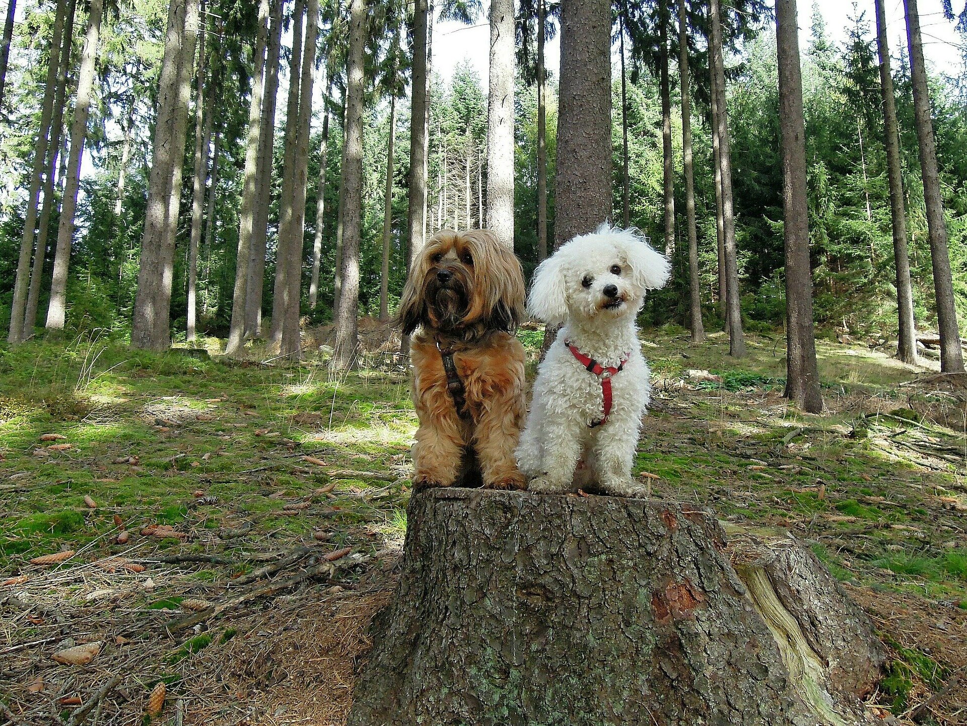 ağaç kütüğünün üzerinde oturan iki küçük ırk köpek