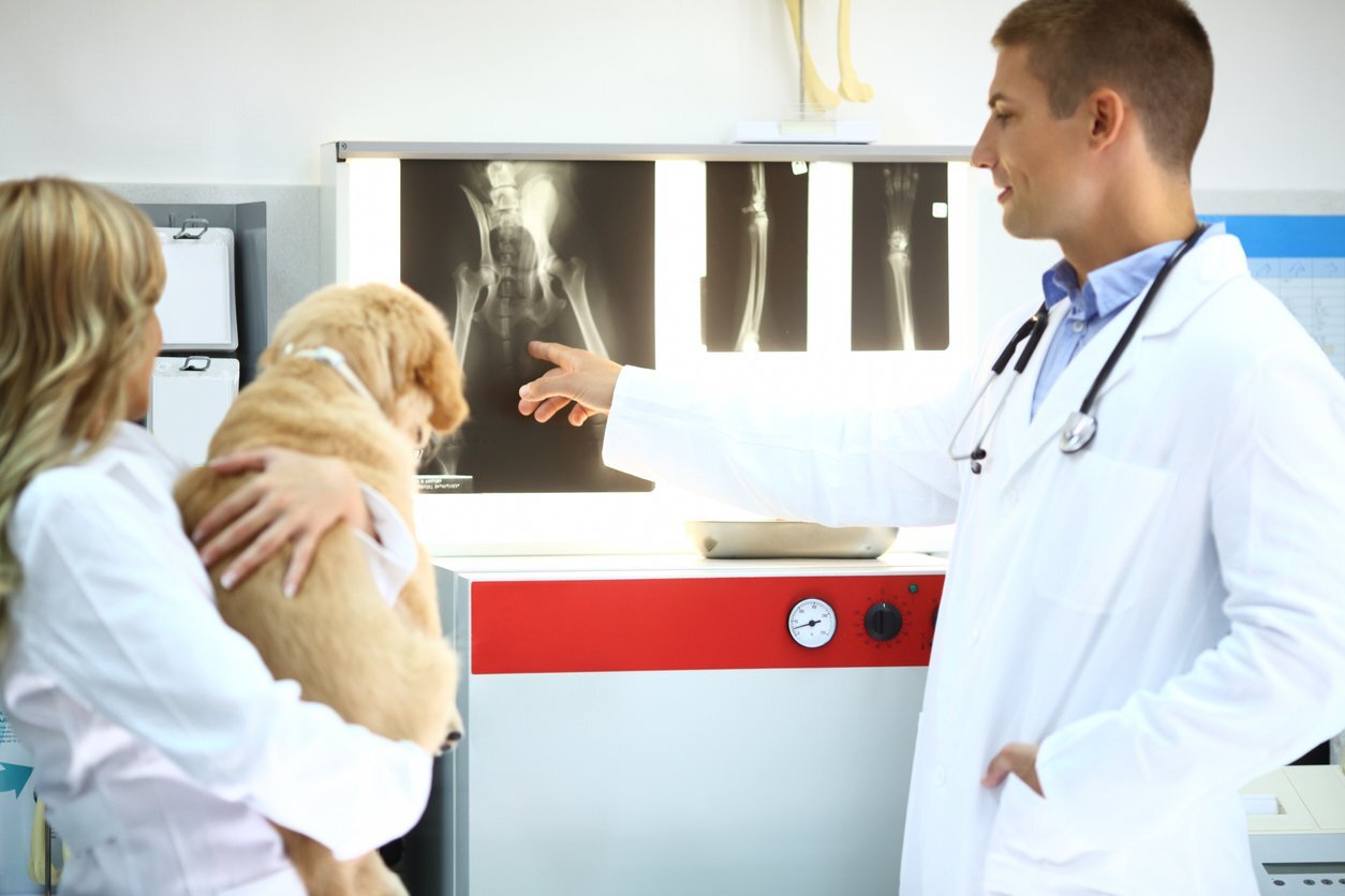 röntgeni çekilişmiş köpek