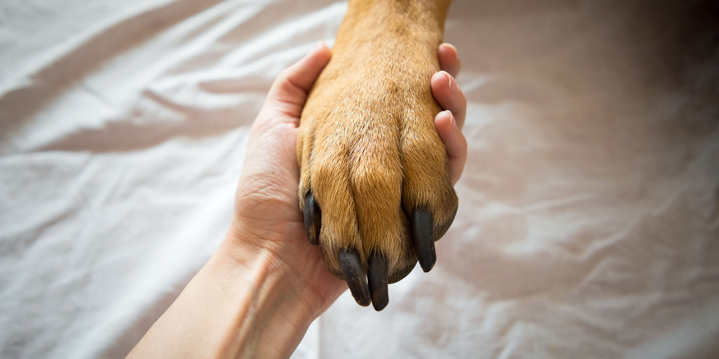 Feet dog. Лапа собаки. Рука и собачья лапа. Собачья лапка и рука человека. Рука и лапа собаки.