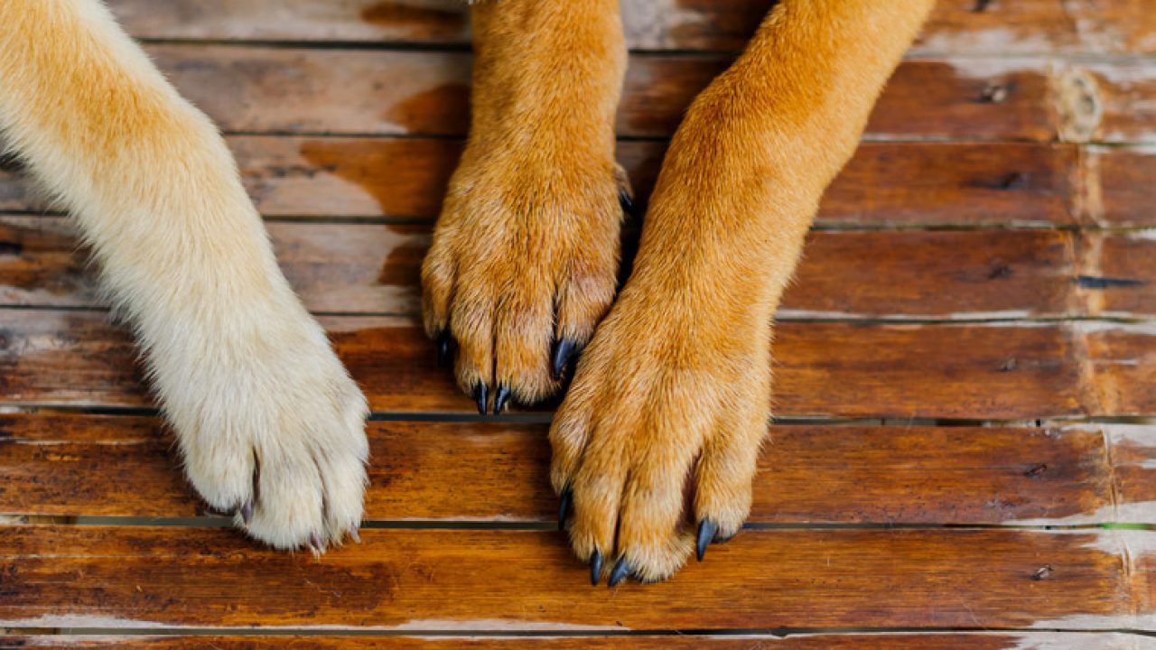 Feet dog. Лапа кота. Порода собаки с белыми когтями. Собака с длинными лапами. Лапа кошки с когтями.