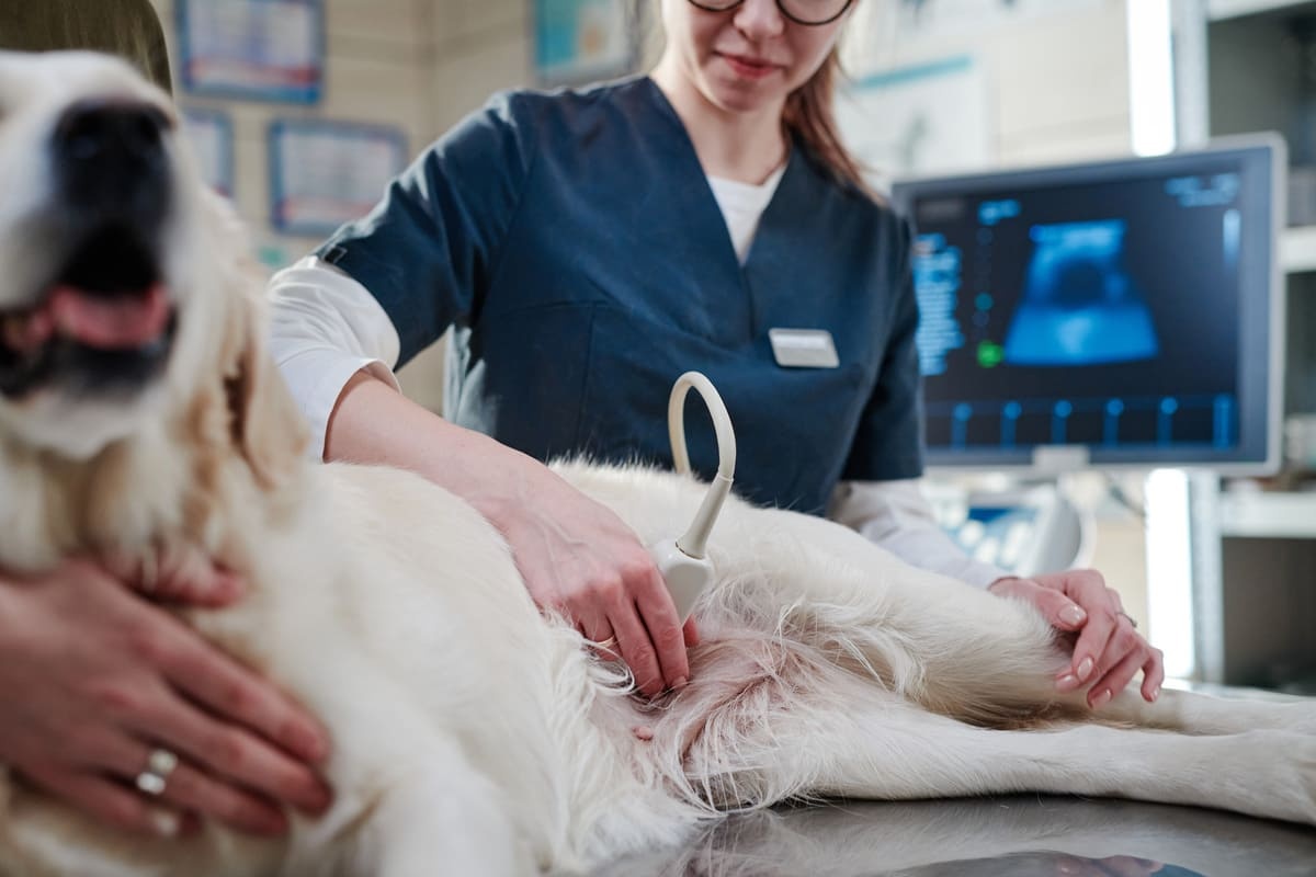 ultrasonla kontrol edilen köpek
