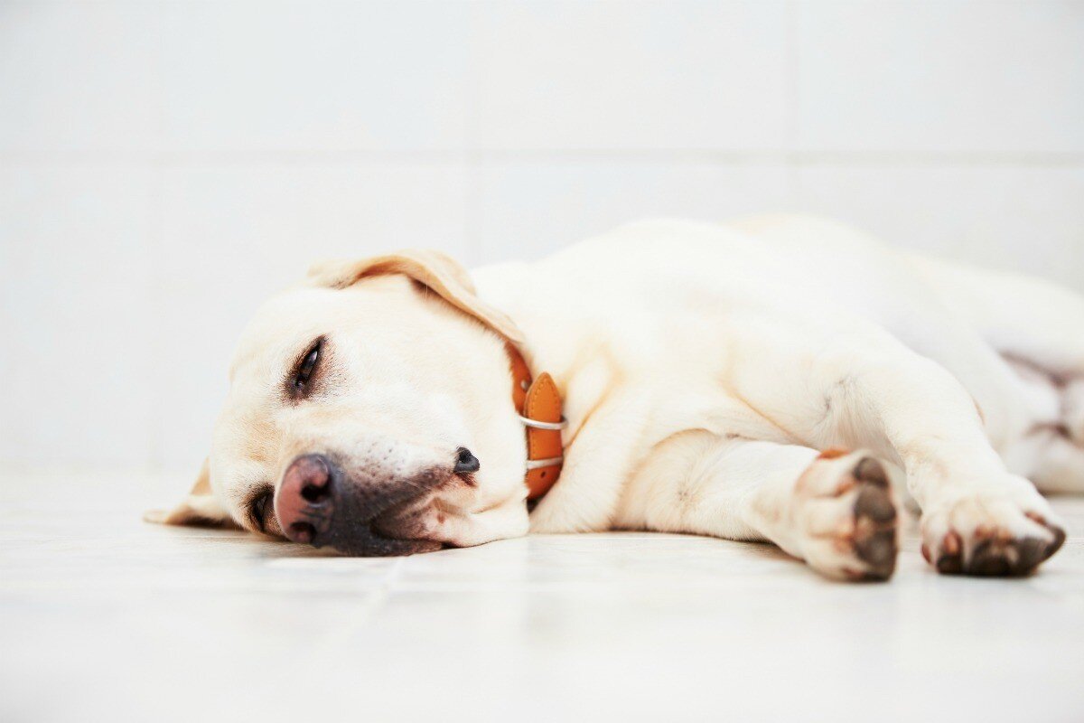 beyaz zemin üzerinde yatan hasta labrador cinsi köpek