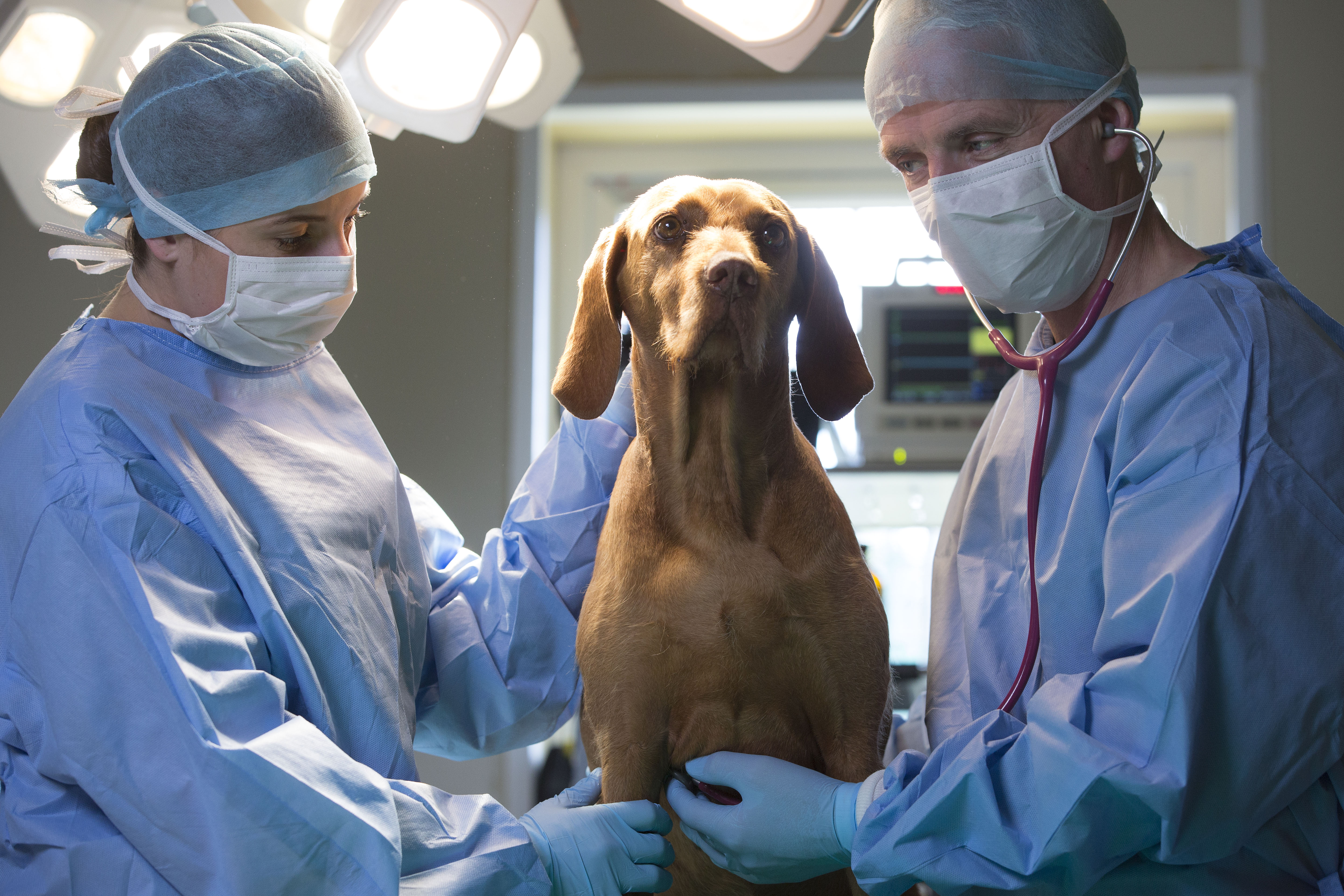 ameliyat sedyesinde ameliyat için hazırlanan köpek