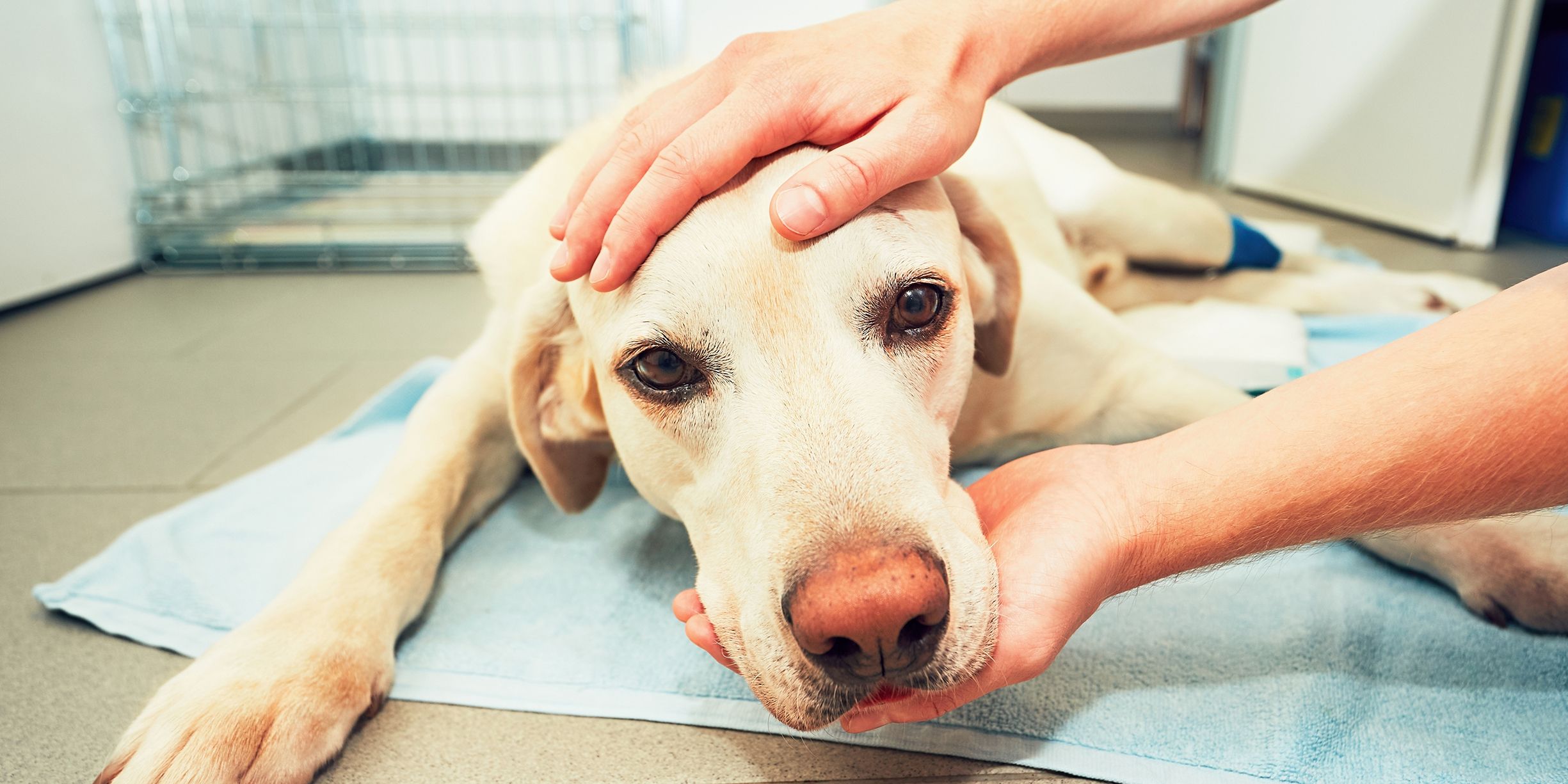veteriner kliniğinde muayene edilen köpek
