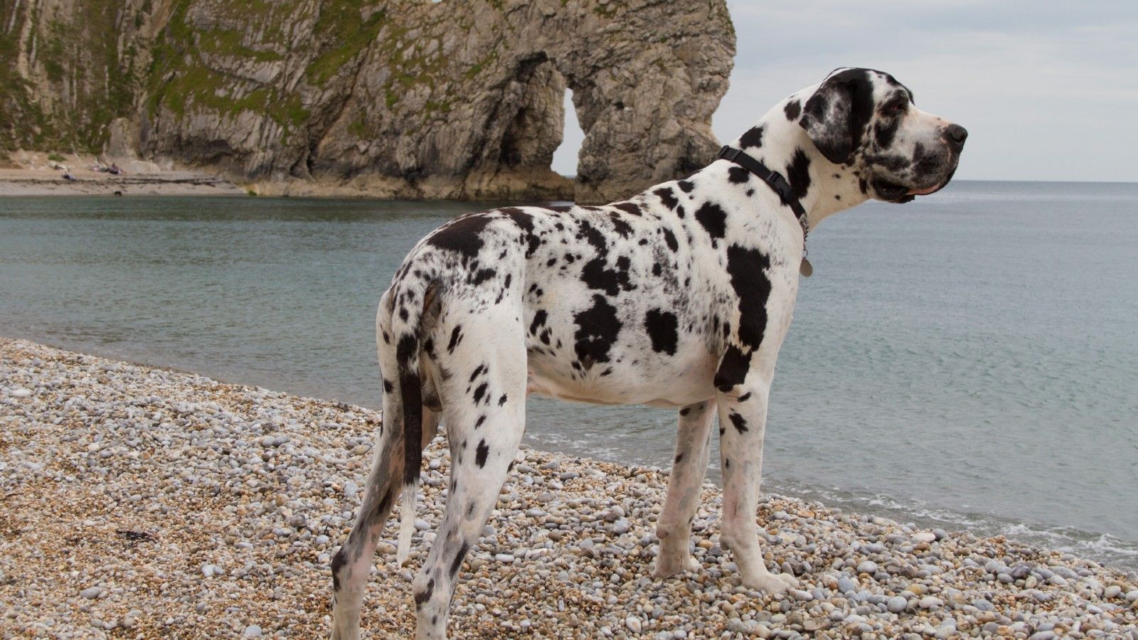 deniz kenarında duran siyah beyaz Danua cinsi köpek