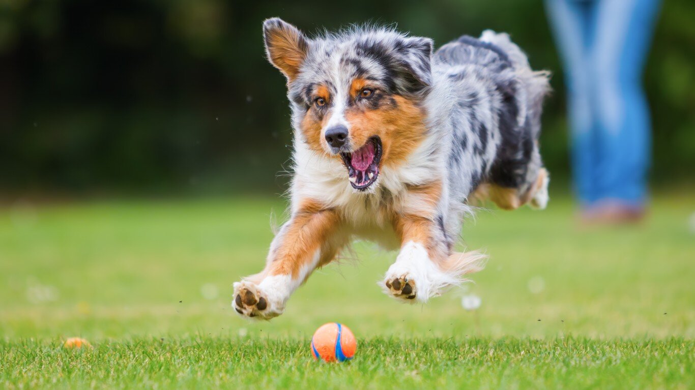 çimlerde koşan topla oynayan köpek