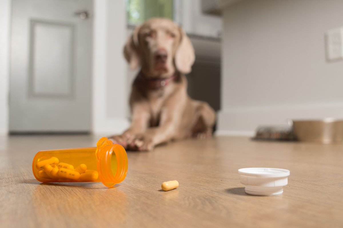 ilaç kutusunu açmış kahverengi köpek