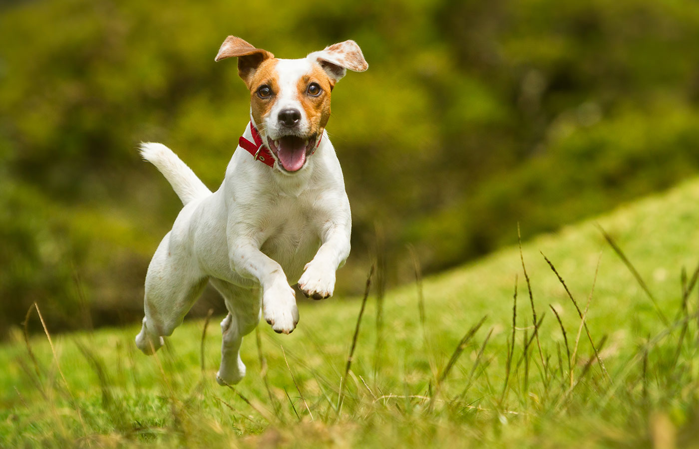 dog running on grass