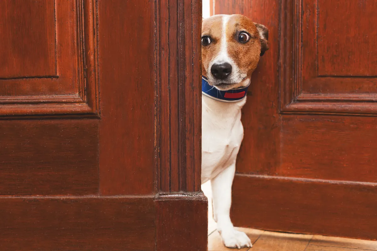 kapı aralığından bakan Jack Russel Terrier cinsi köpek