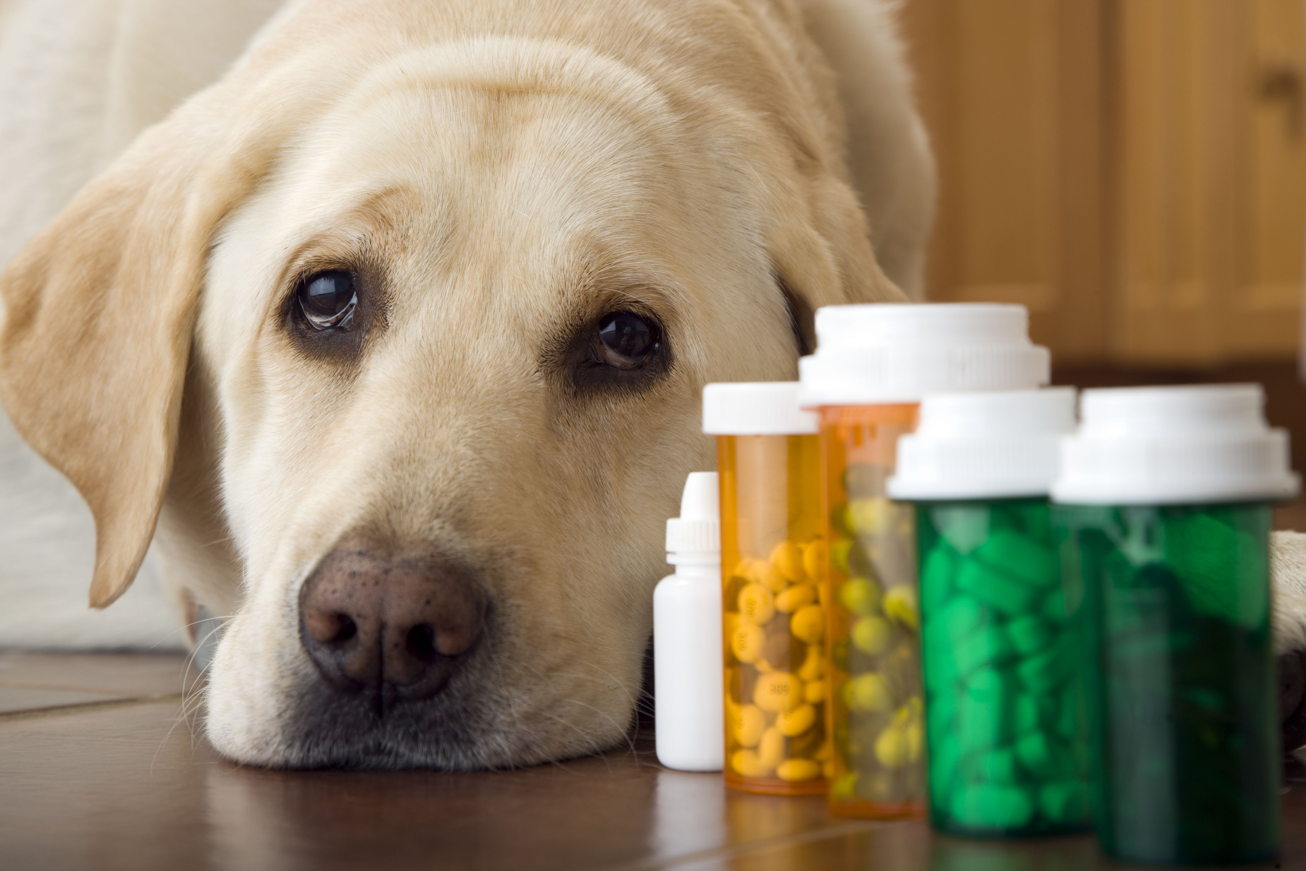 ilaçlara bakarak yatan köpek