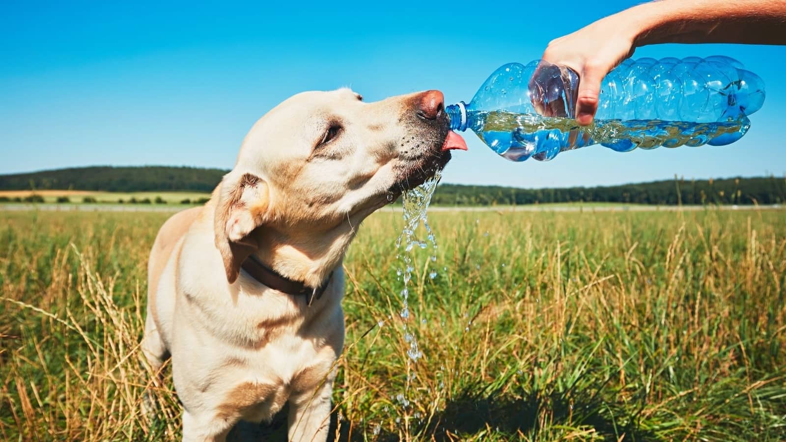 açık alanda şişeden su içen köpek