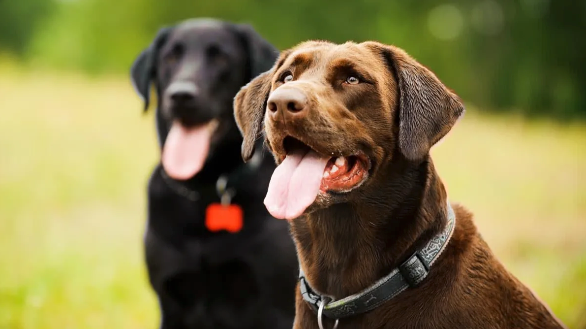 dilleri dışarıda siyah ve kahverengi köpekler