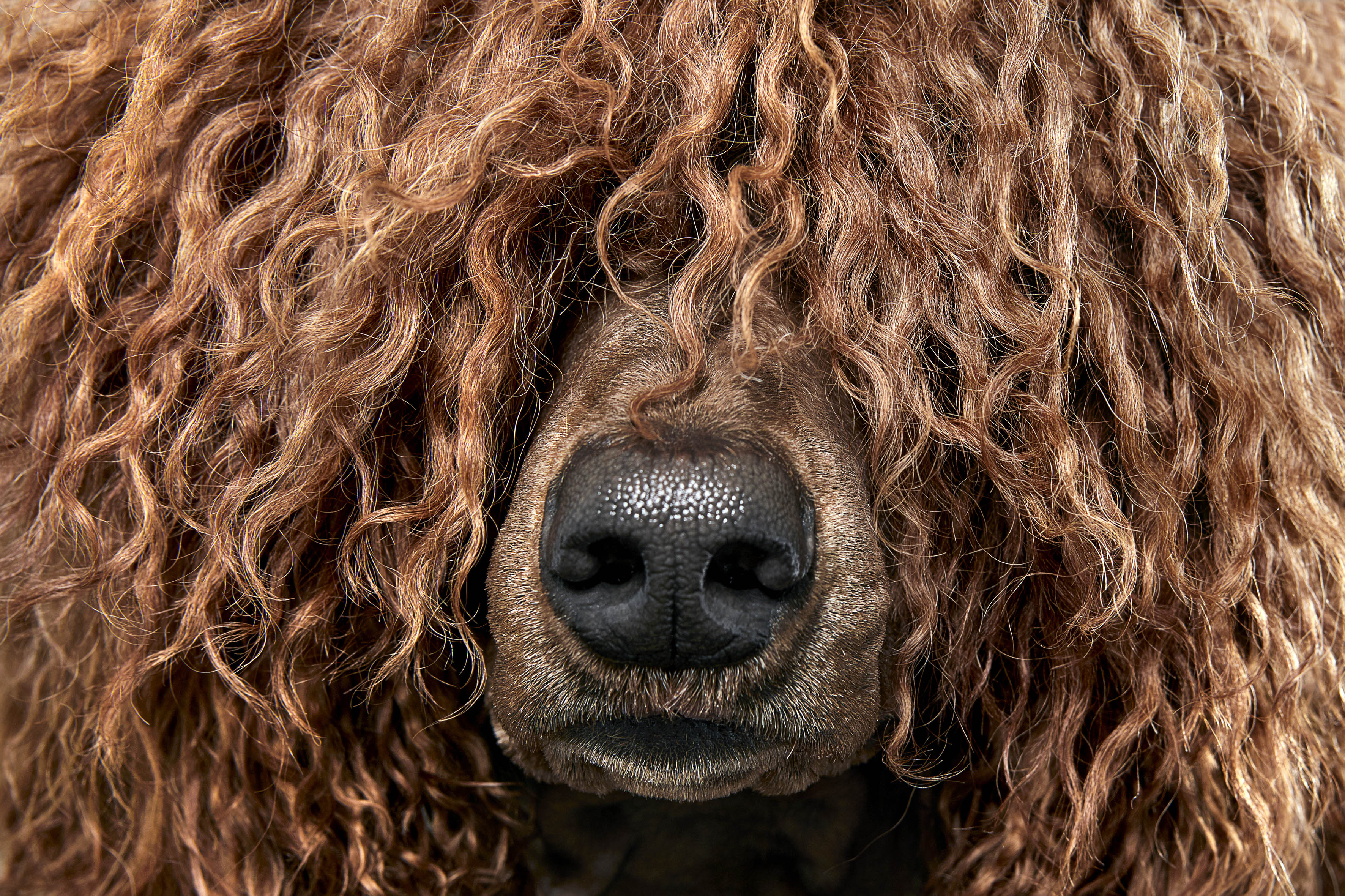 brown curly long-haired dog