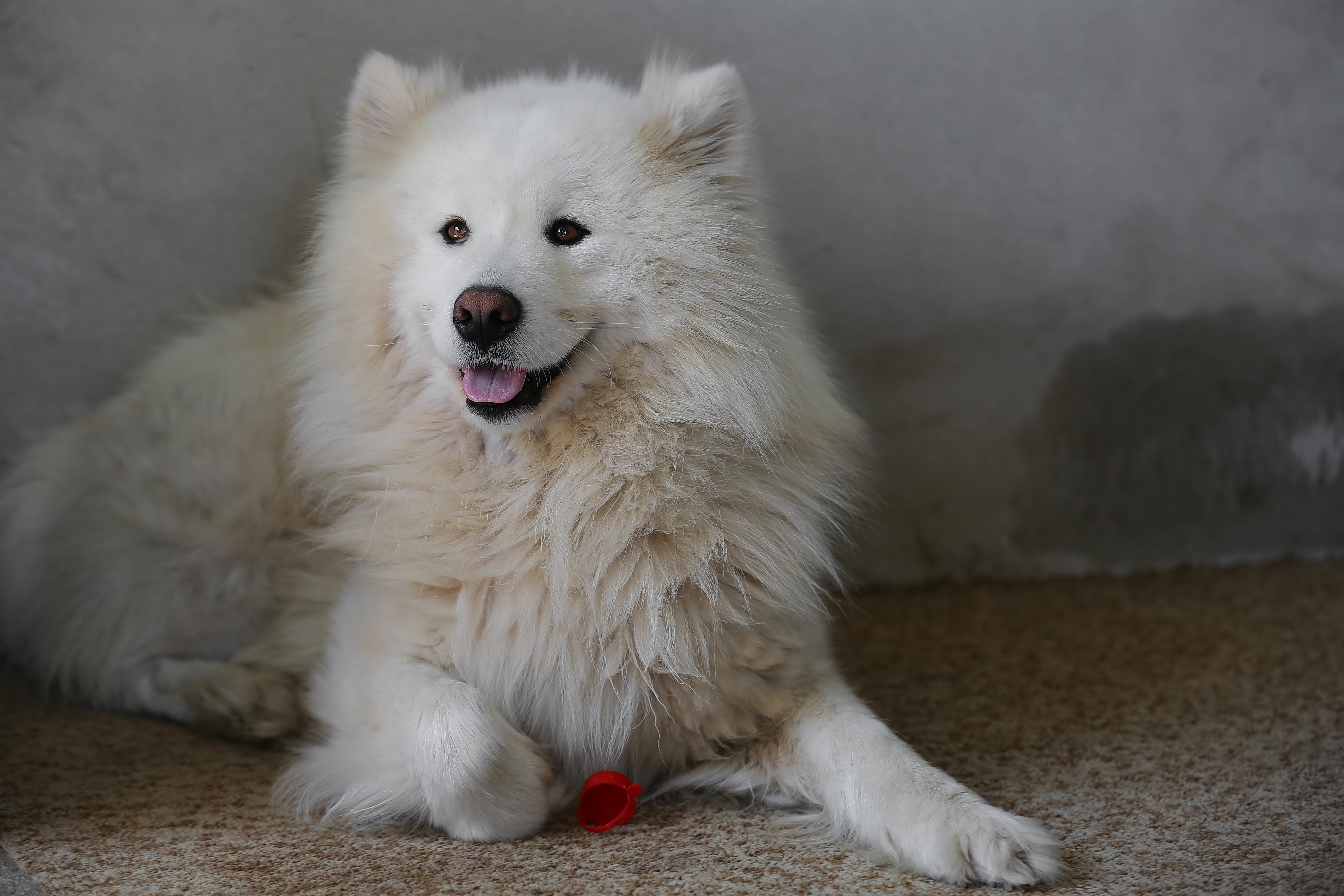 uzun beyaz tüylü köpek