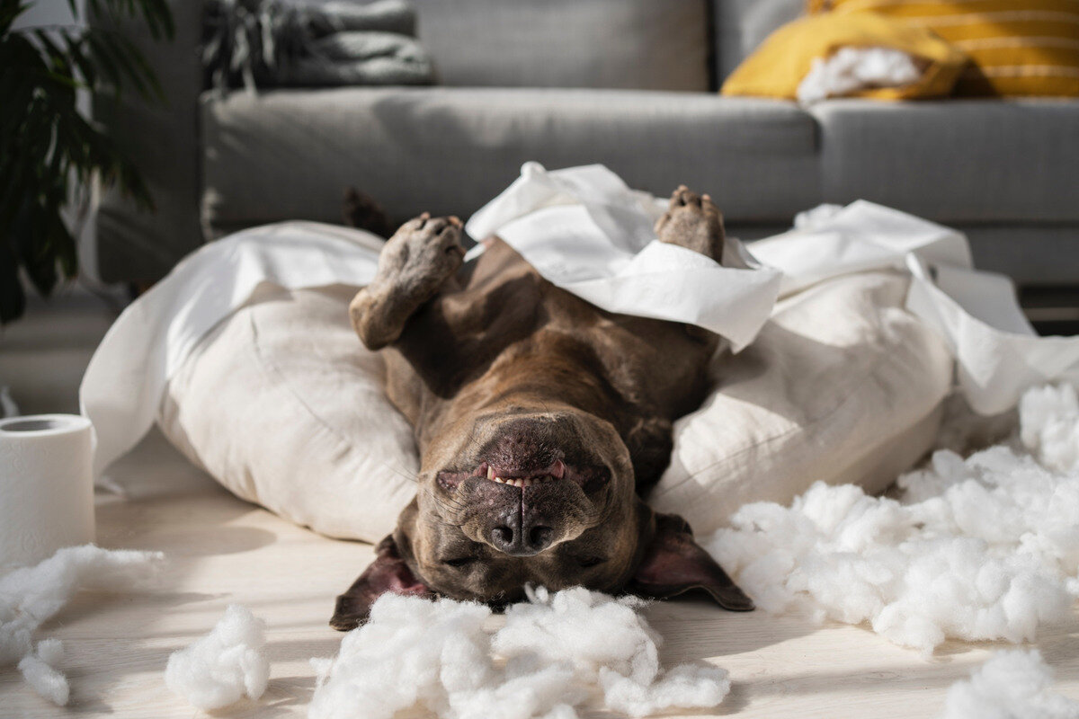 sırtüstü yatan köpek yastıkları parçalamış