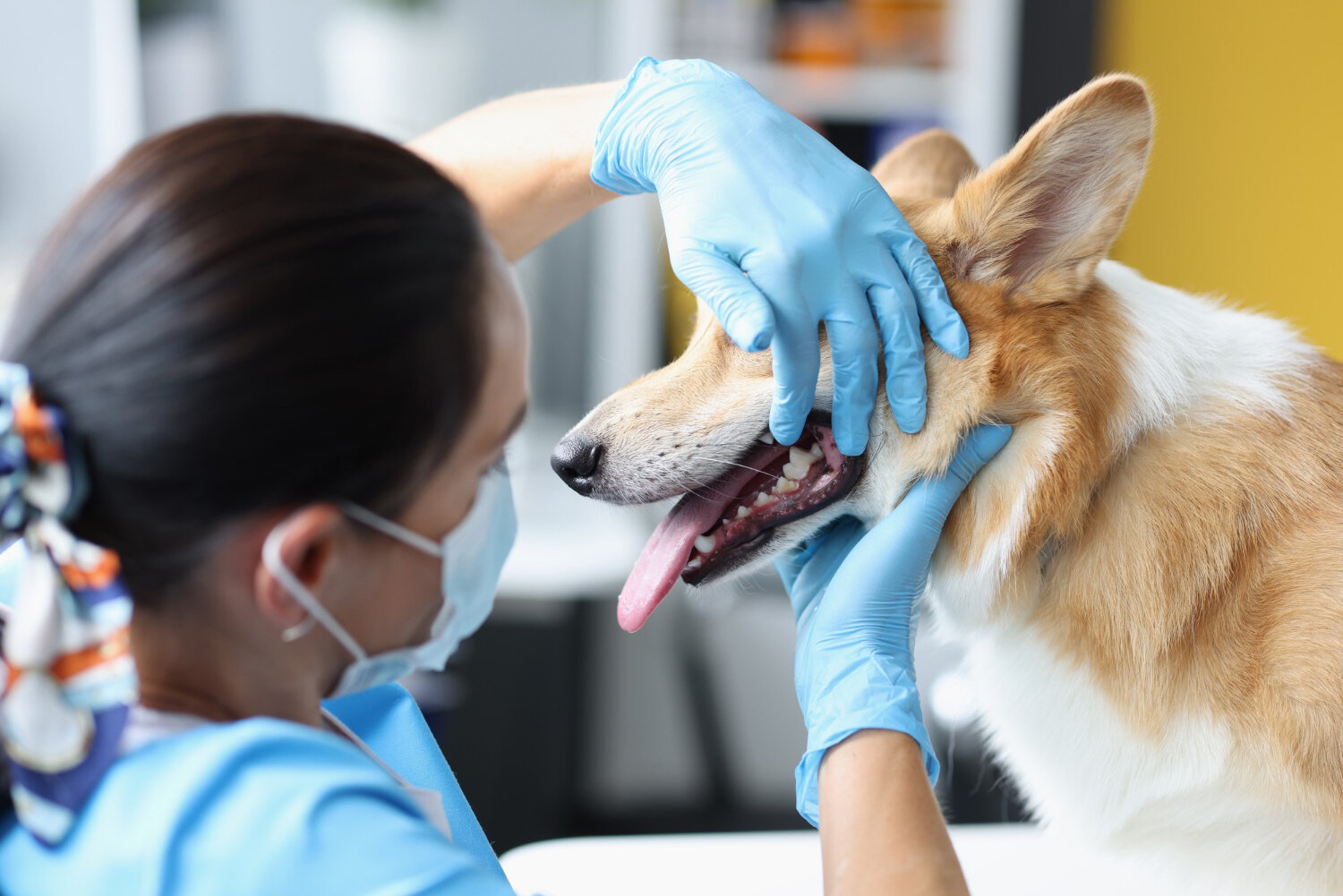 veteriner hekim tarafından ağzı ve dişleri kontrol edilen köpek