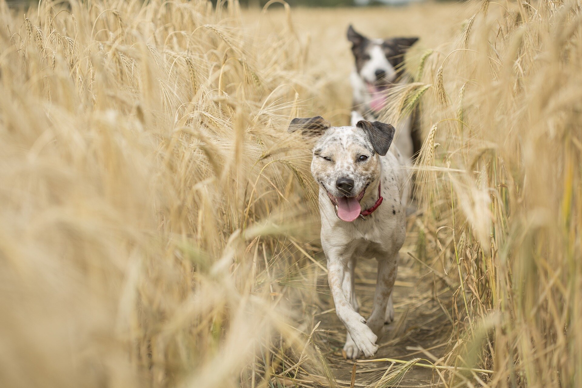 sarı ekinlerin arasından gelen iki köpek