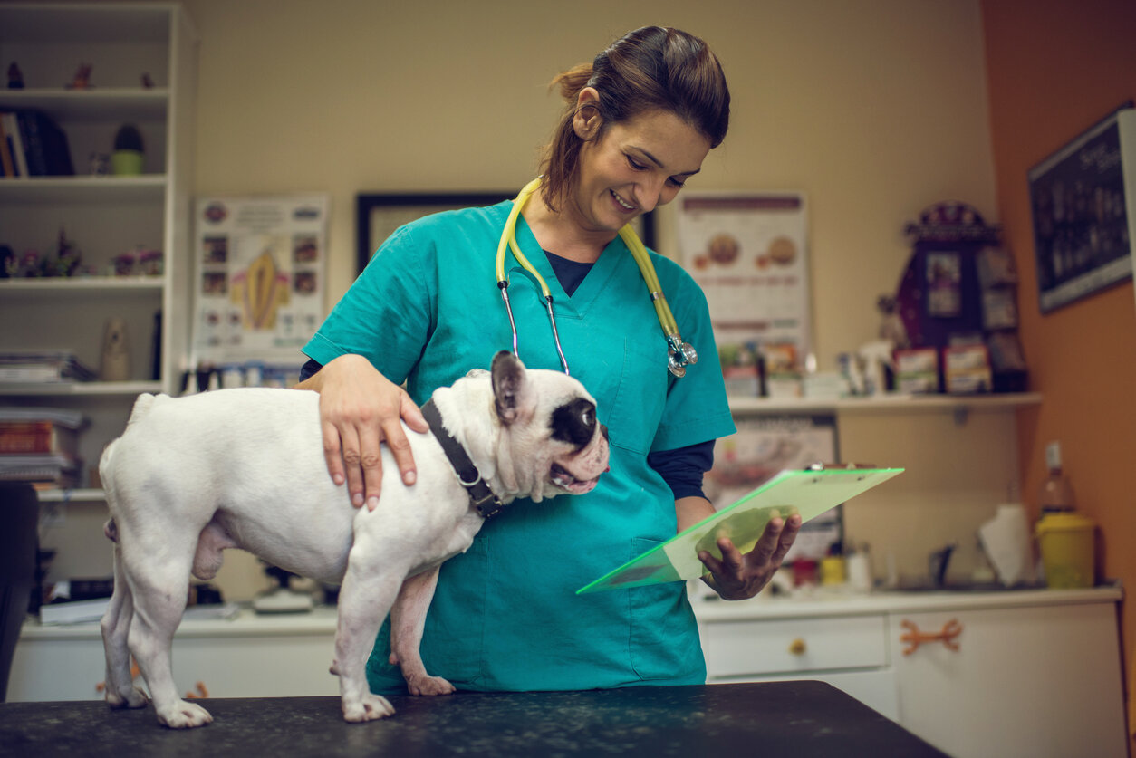 veteriner hekim kontrolü tamamlanmış köpek