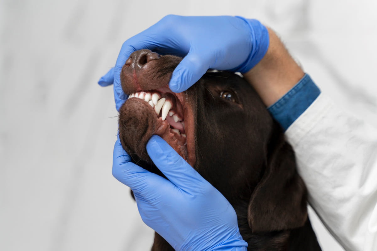 büyük kahverengi köpeğin dişleri inceleniyor