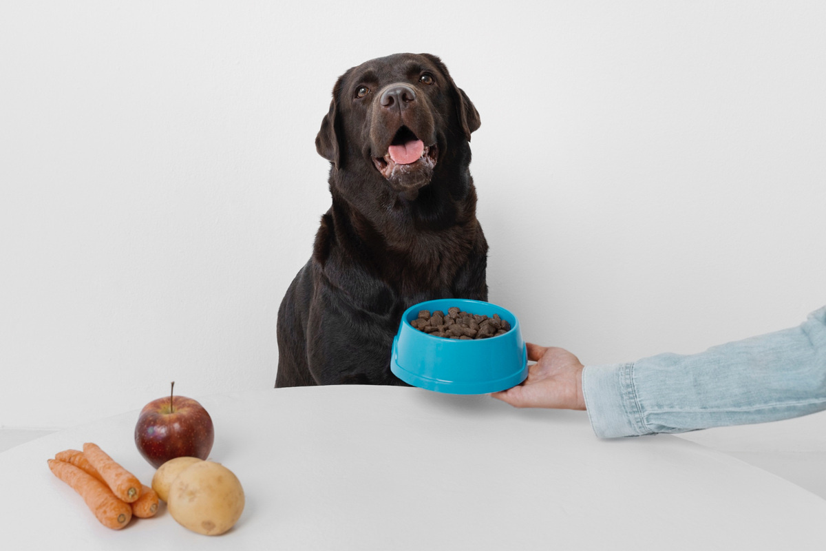 mama tabağına bakmayan kahverengi tüylü köpek