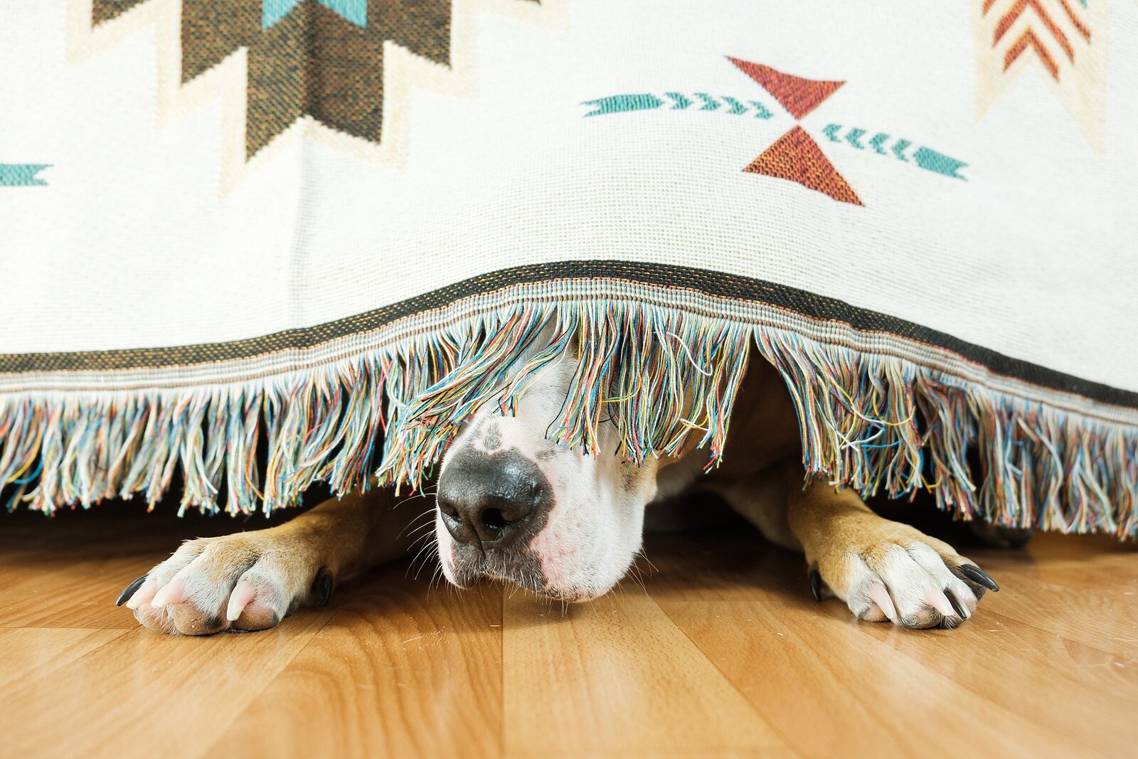 kanepenin altına saklanan köpek