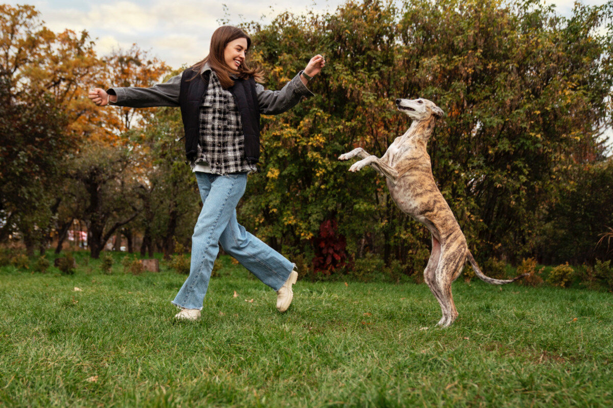 açık havada insanla oynayan köpek