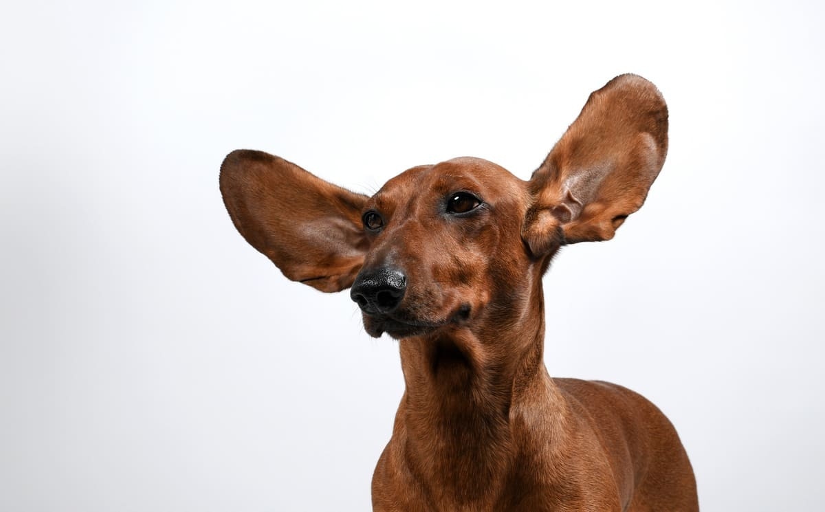 uzun kulaklı kahverengi köpek