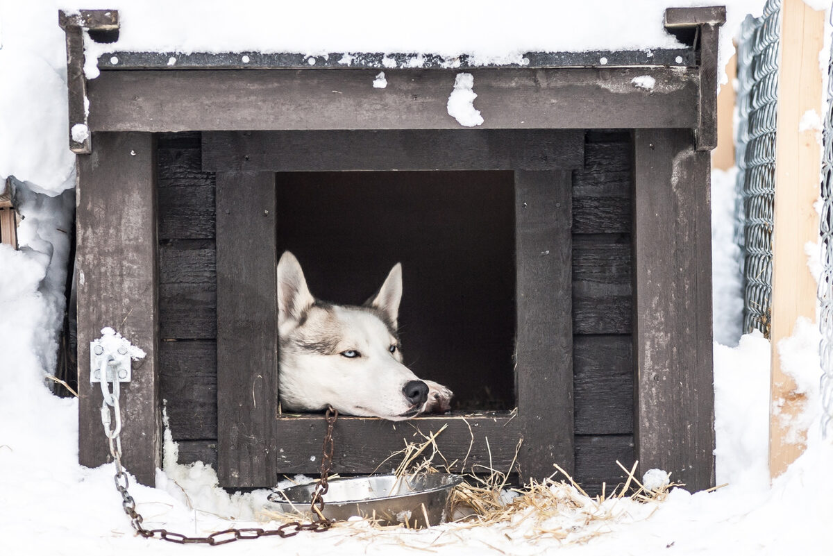 zincirli Husky karlı havada kulübesinde yatıyor.