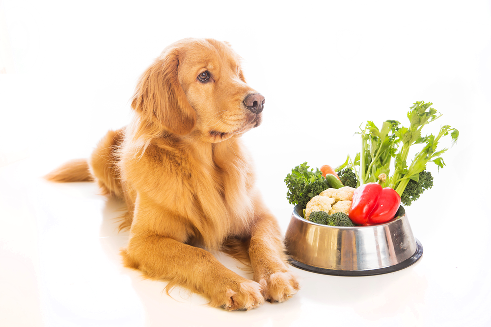 sebzelerle dolu mama tabağının yanında duran köpek